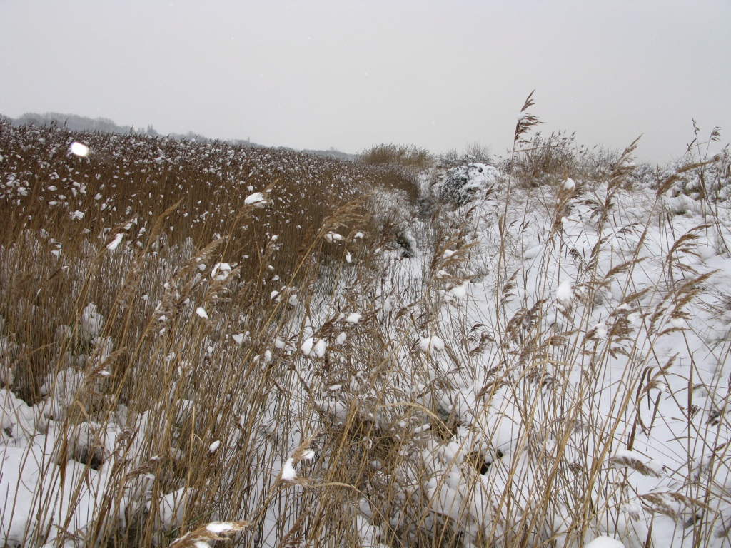 reed beds in snow