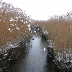 river in reeds