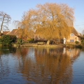 willow and pond